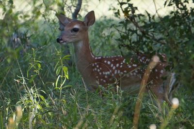 Portrait of lizard in grass