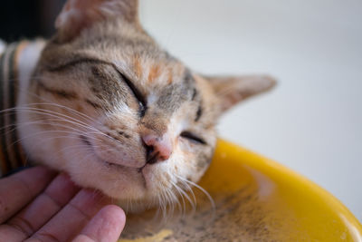 Close-up of a cat with eyes closed