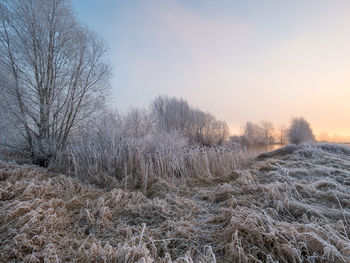 Frozen trees on field against sky during winter