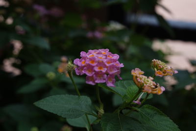 Close-up of pink flowering plant