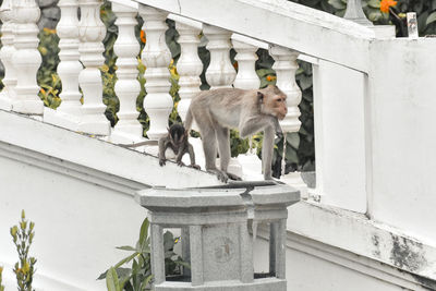 View of cat sitting on railing