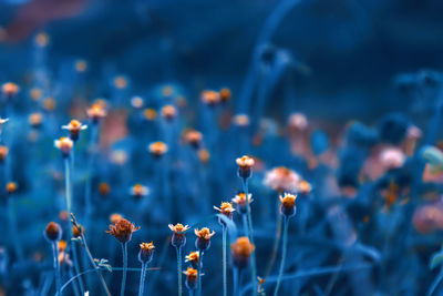 Close-up of flowering plants against blurred background