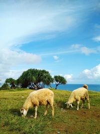 Sheep grazing in a field