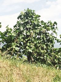 Plants growing on field against sky