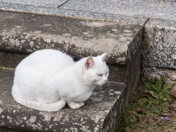 Close-up of white rabbit