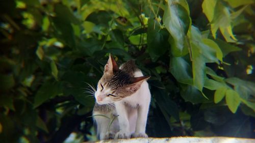 Close-up of cat sitting outdoors