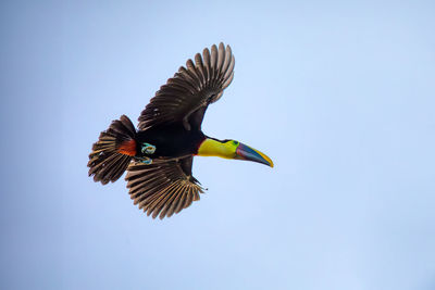 Low angle view of bird flying against clear sky