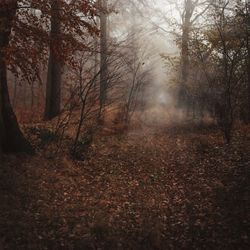 Trees in forest during autumn