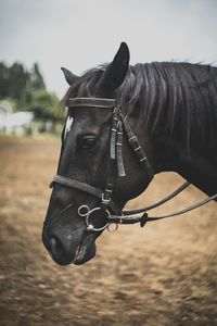 Close-up of horse