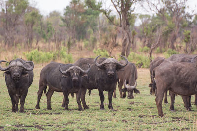 Kaffir buffalo in the savanna of in zimbabwe south africa