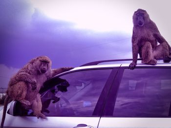 Monkeys sitting on car against sky