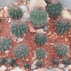 High angle view of cactus plants