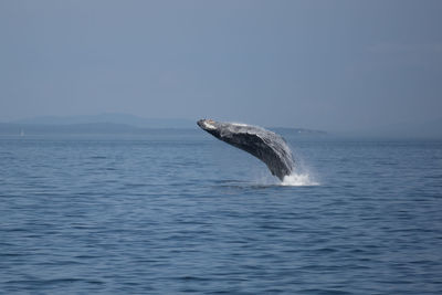 Turtle swimming in sea against sky