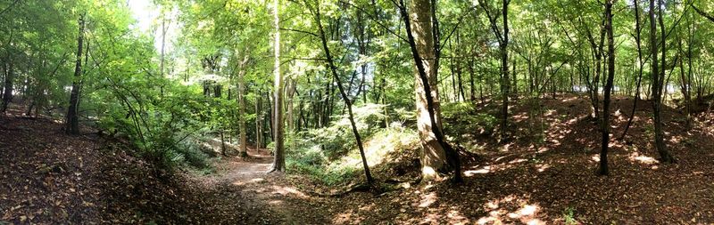 Trees in forest