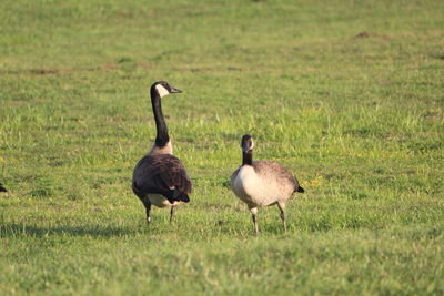 Ducks walking on grassy field