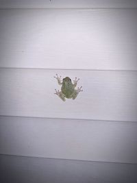 Close-up of lizard on white wall