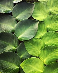 Full frame shot of leaves