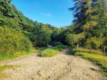 Road amidst trees against sky