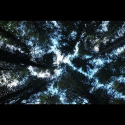 Low angle view of trees against sky