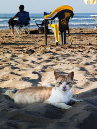 Ginger cat relaxing on the beach