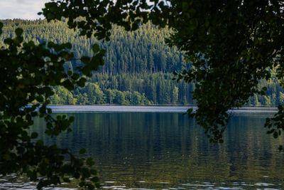 Reflection of trees in lake