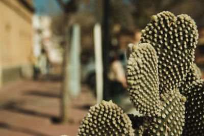 Close-up of cactus and copy space