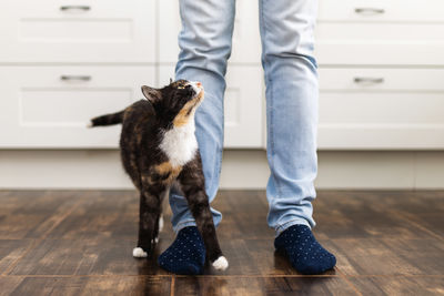 Low section of man with dogs on hardwood floor