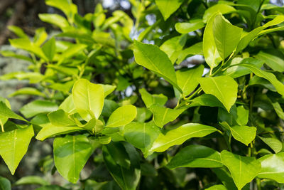Close-up of green leaves on plant