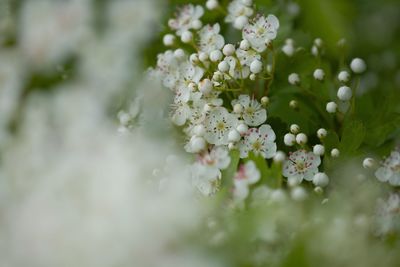 Close-up of white flowers