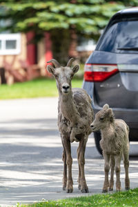 Portrait of sheep standing on road