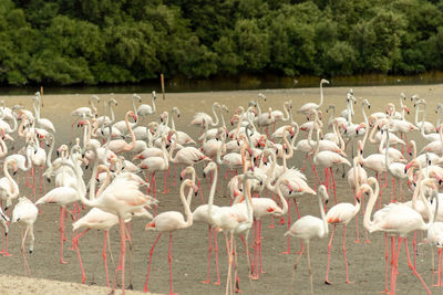 Flock of birds in lake