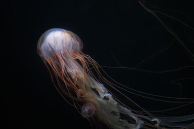 White jellyfish in sea