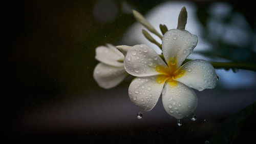 Close-up of raindrops on white flower