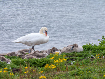 View of birds in water