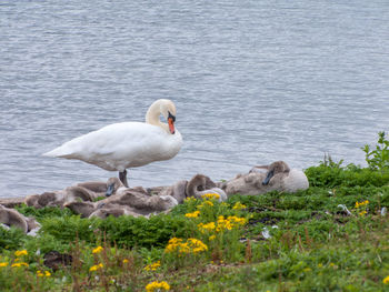 Swan and cygnets relaxing at lakeshore