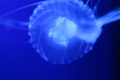 Close-up of jellyfish swimming in sea