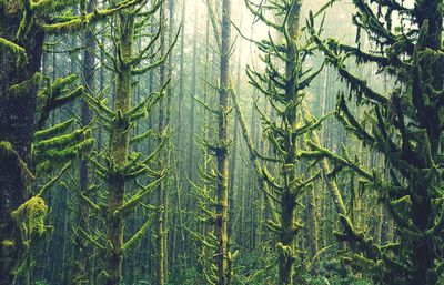 Full frame shot of pine trees in forest