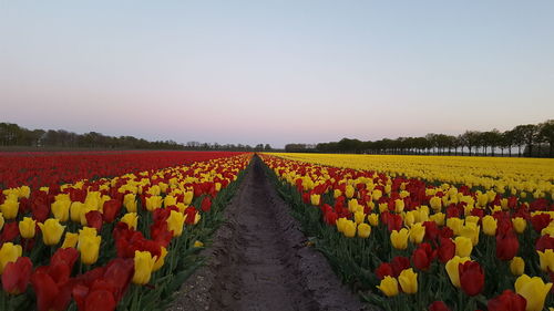 Scenic view of agricultural field against clear sky