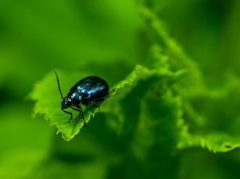 Close-up of insect on plant