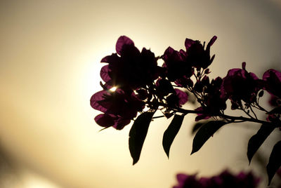 Close-up of pink flowers