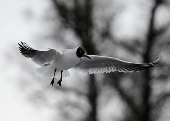 Low angle view of seagull flying