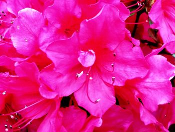 Full frame shot of pink flowers