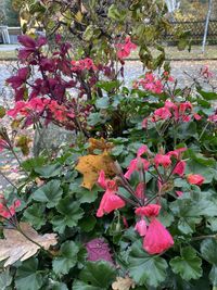 Close-up of pink flowering plants