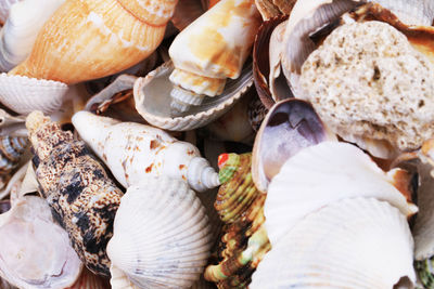 High angle view of shells in market