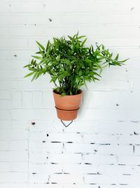 Potted plant against wall