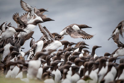 Common guillemots on hornøya island, norway