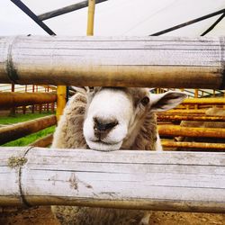 Close-up of an animal pen