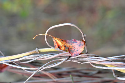 Close-up of dried leaves on branch