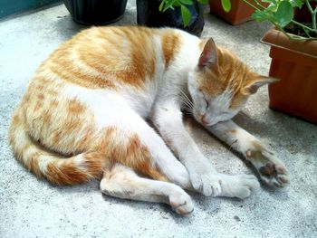 Cat sleeping on bed
