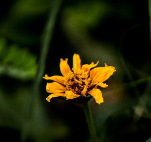 Close-up of yellow flowering plant